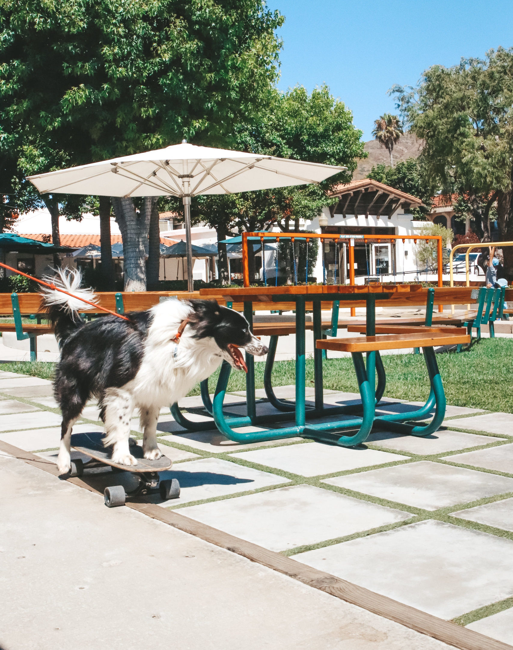 Pets are always welcome at Malibu Country Mart! Skateboarding, however, is discouraged.